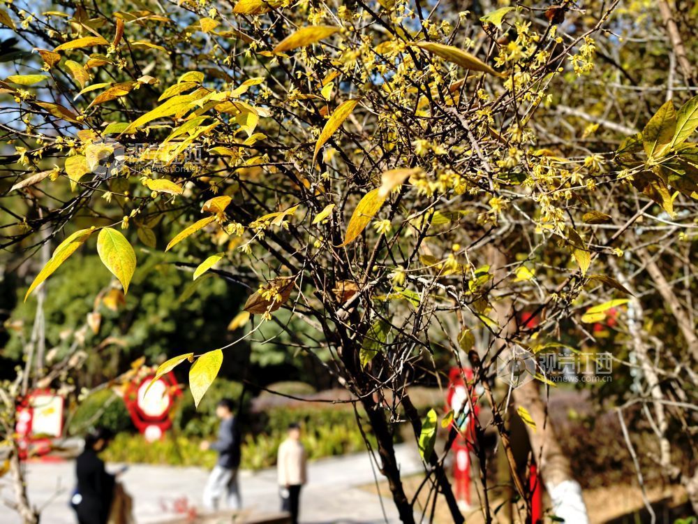 江西分宜：蜡梅花开香满园（图）
