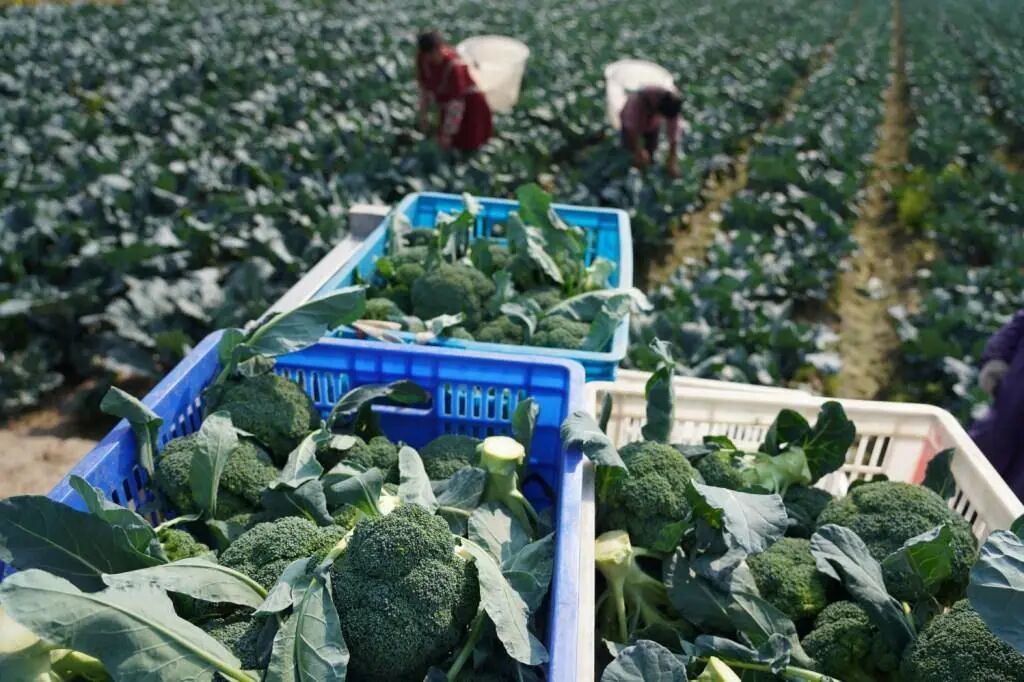 从“烂在田里”到“远销海外”，余姚这朵花，年产值8100万元！