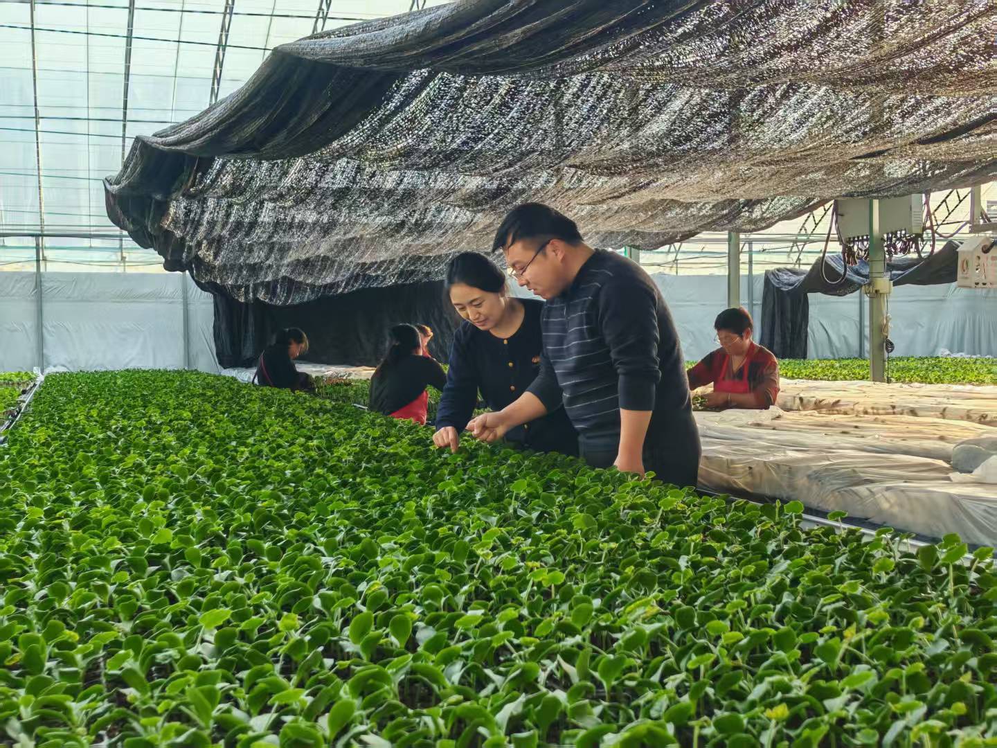 图二农业气象人员在棚室查看甜瓜幼苗生长情况。葛红振 摄