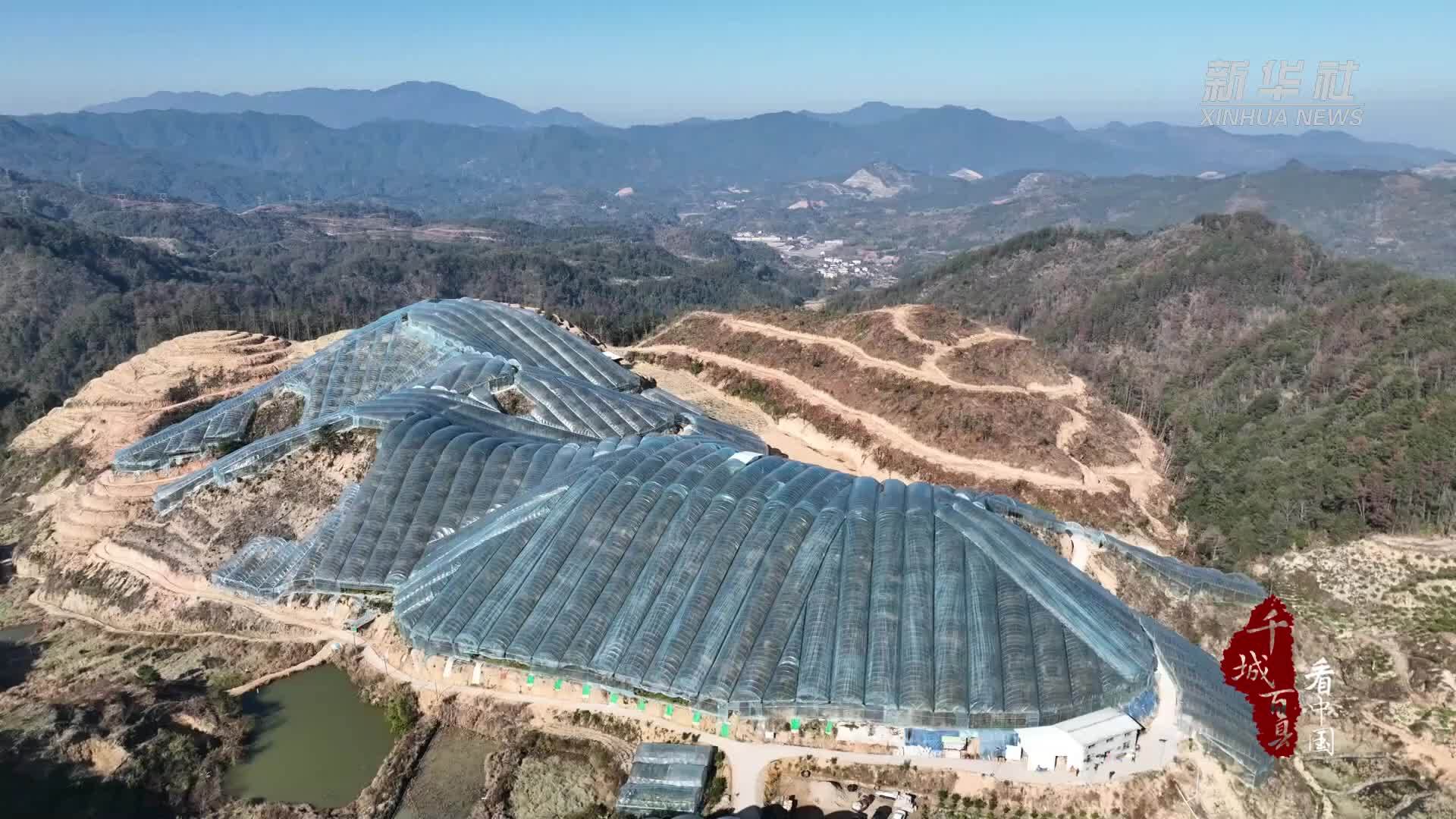 千城百县看中国丨福建尤溪：万亩金柑喜迎丰收