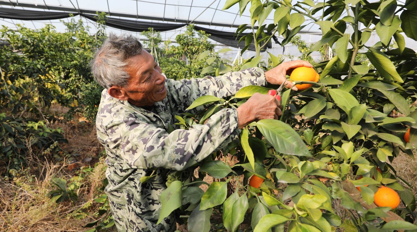 小大棚，大效益：东乡推广绿色种植技术，设施农业促增收
