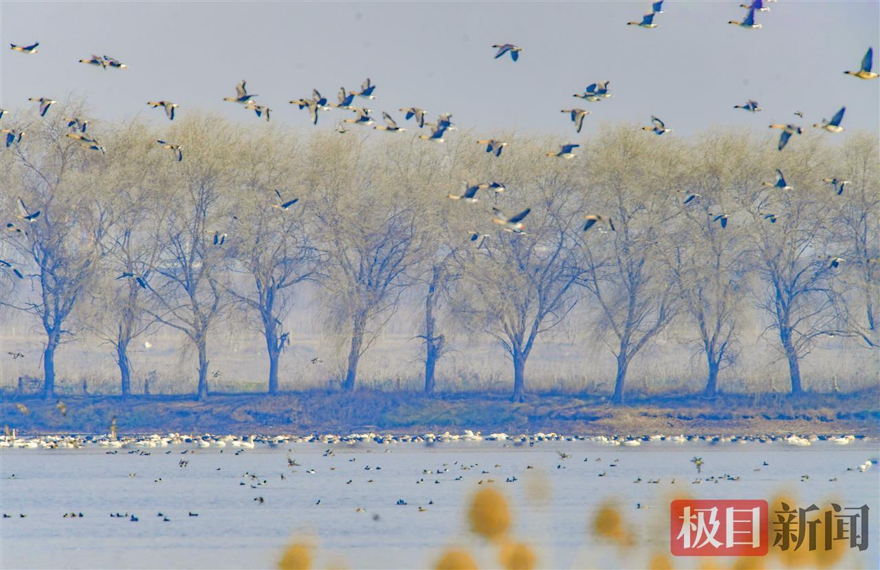 武汉湿地集结了大量的越冬水鸟