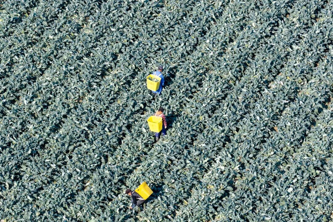 从“烂在田里”到“远销海外”，余姚这朵花，年产值8100万元！