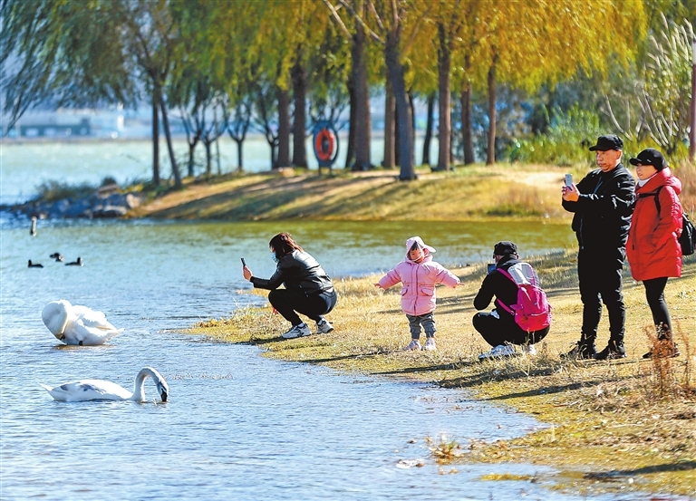 2025年12月2日，郑州北龙湖湿地公园内，疣鼻天鹅在水中嬉戏游玩，吸引游客打卡拍照。 记者 邓放 摄