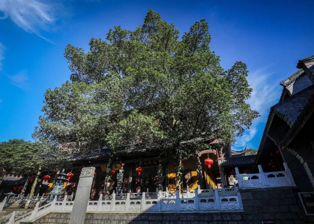 “一树一策”，宁波将分级为6000余株古树名木“养老”