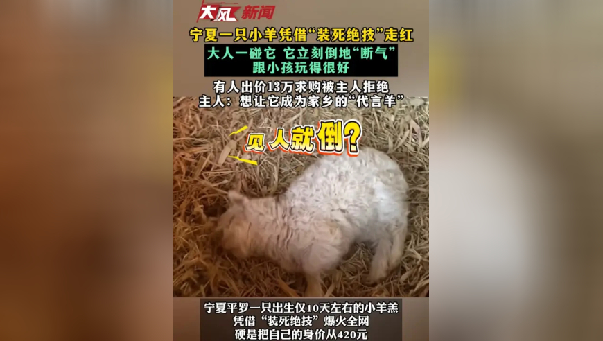 宁夏一只小羊凭借“装死绝技”走红 大人一碰它 它立刻倒地“断气” 跟小孩玩得很好 有人出价13万求购被主人拒绝 主人：想让它成为家乡的“代言羊”