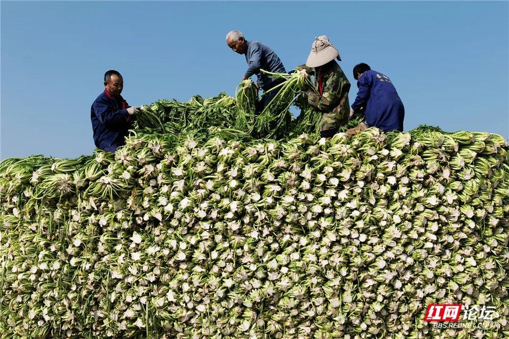 nEO_IMG_2026年1月16日，岳阳市君山区菜农正在抢收蔬菜“雪里红”。据气象部门预报：1月20日起，当地将有一次较强的冰雪天气。这是建新农场九队的收菜现场。 (3).jpg