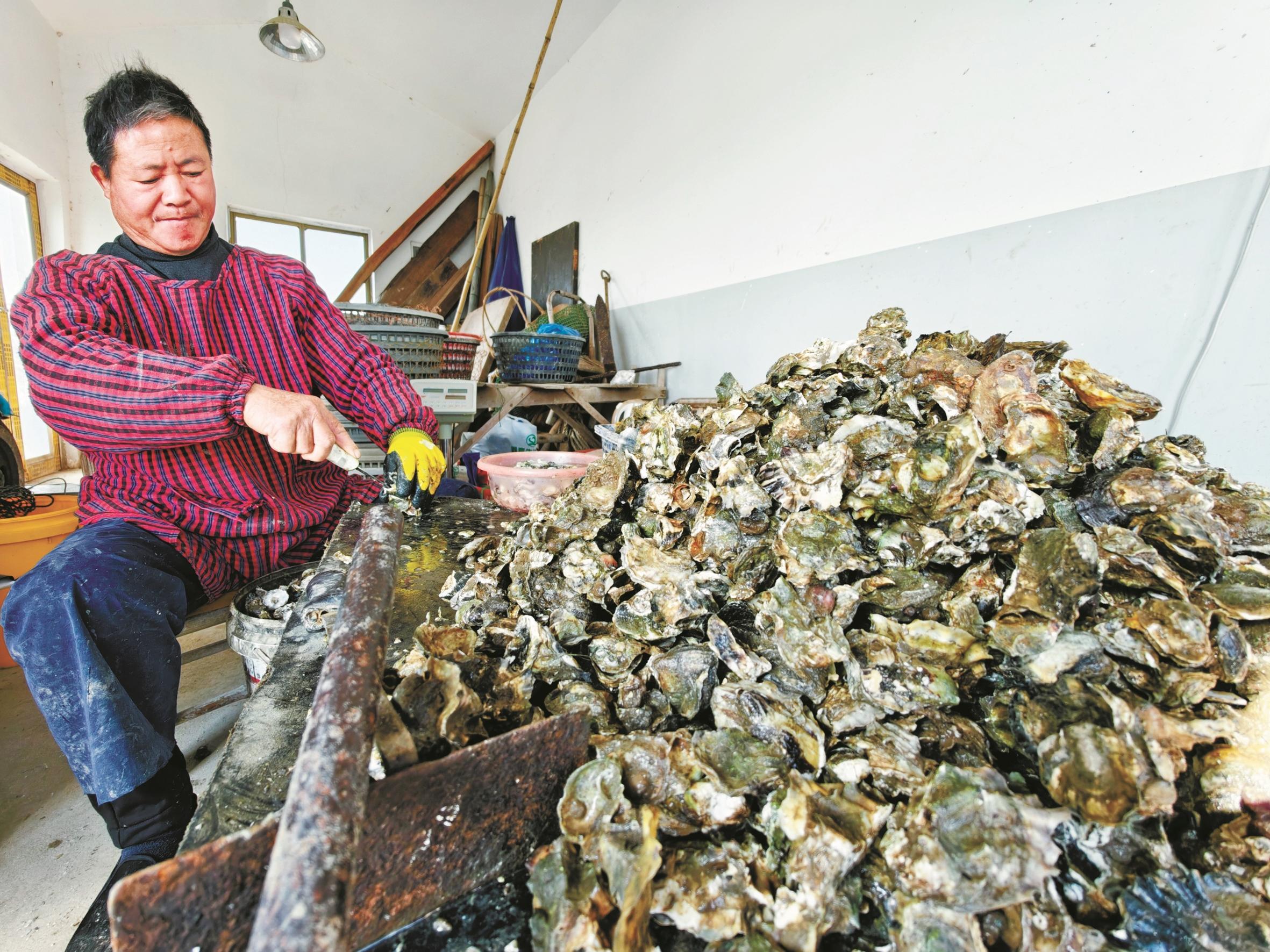 奉化莼湖 牡蛎进入采收旺季