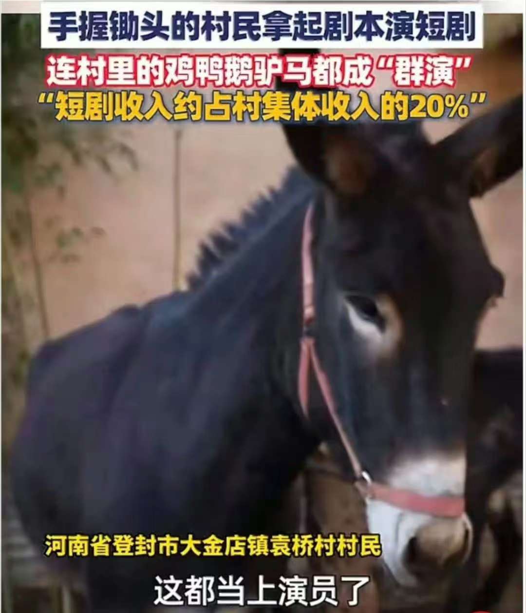驴一天片酬500元!河南600年古村变"竖店",几乎人人拍过短剧,鸡鸭鹅驴马都成群演