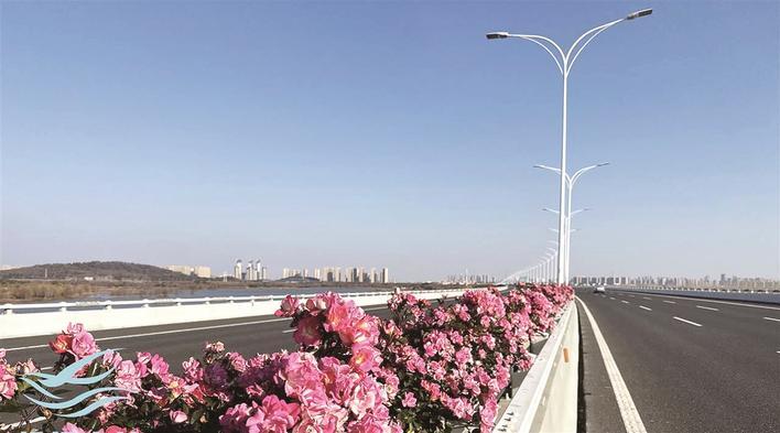 机场二高速月季 通讯员供图