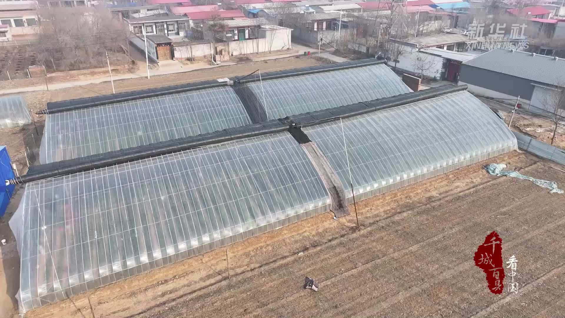 千城百县看中国丨河北广宗：“甜蜜产业”赋能乡村振兴