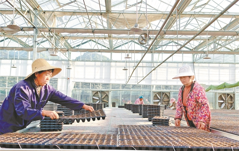 分宜县发展设施农业产业 促农业增效农民增收（图）
