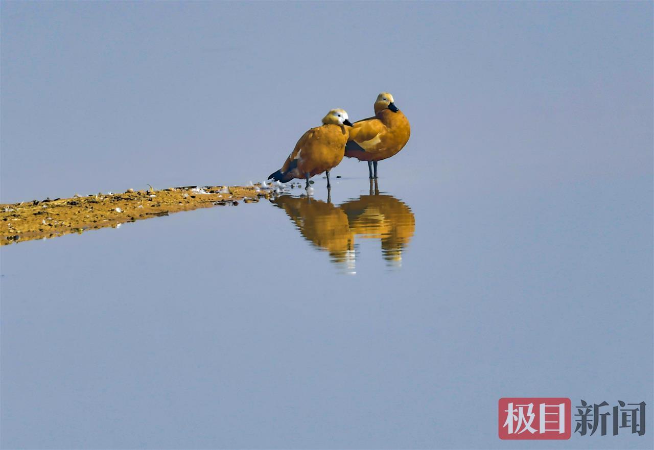 武汉湿地集结了大量的越冬水鸟