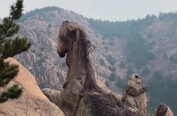 青岛“骏马”奇石火了 游客马年打卡沾好运