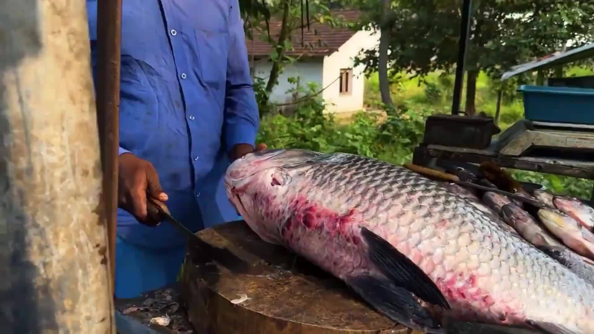 斯里兰卡人杀一条53斤的大鲫鱼，方式独特，让人大开眼界