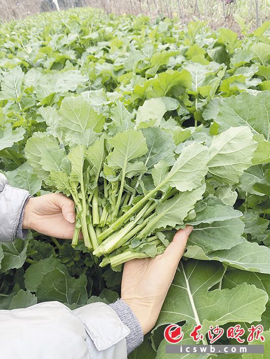 技术破局 百姓餐桌“新品”不断