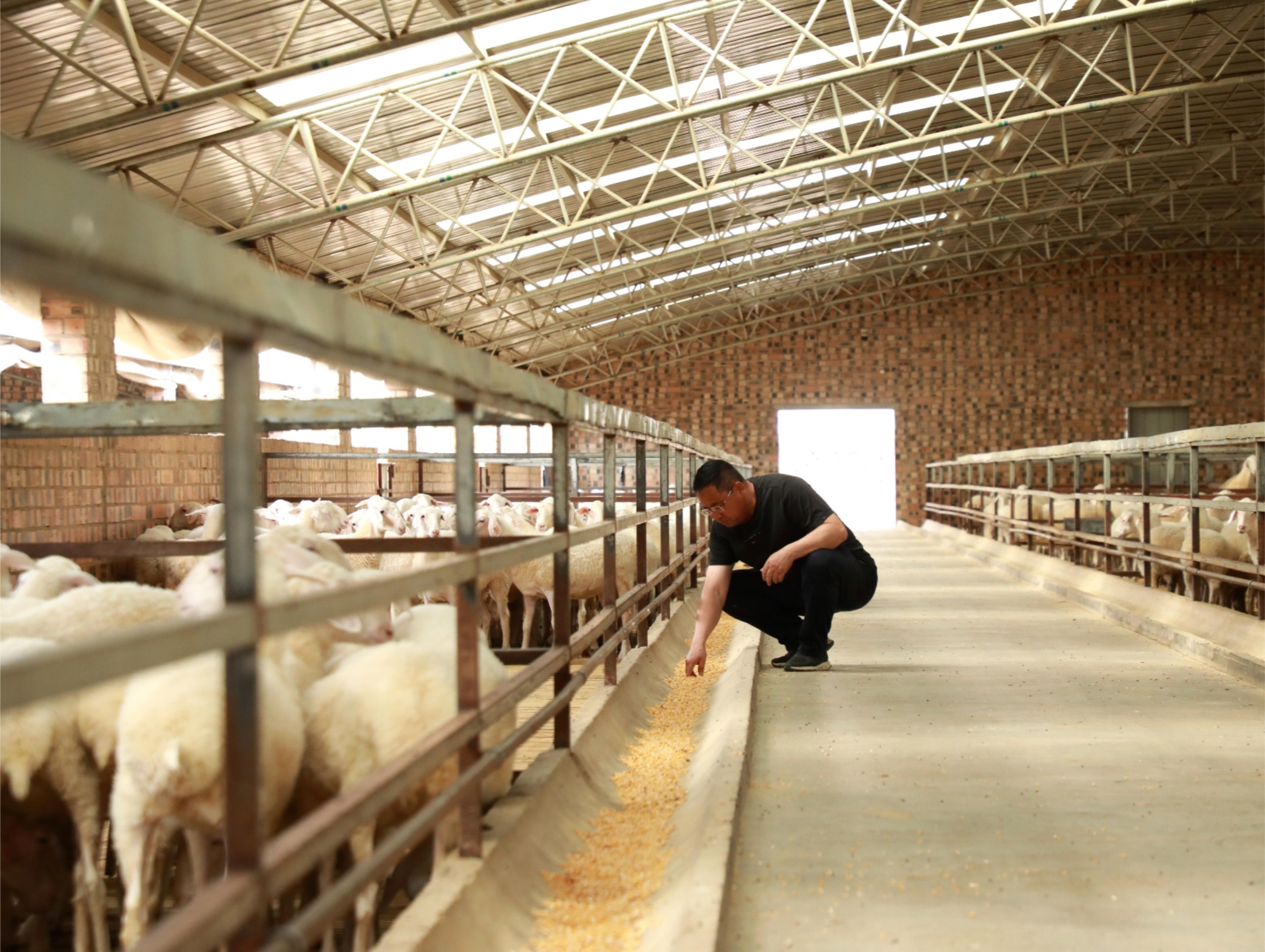 耿湾乡四合塬村党员致富带头人张真旺查看羊只饲养情况（环县融媒体中心供图）