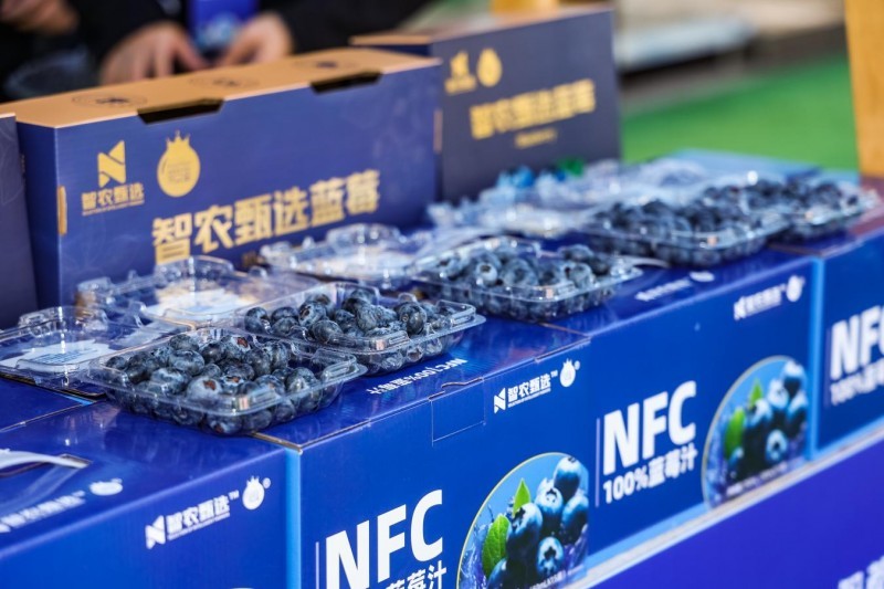 花都蓝莓采摘季开启 诚邀市民共品“莓”好