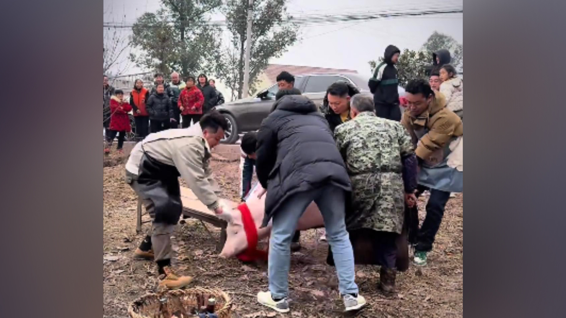 2026第一个“闯大祸”的人出现了！女孩求助网友帮杀猪，没想到摇来一千多人，车辆从村头排到村尾，合川文旅：忙了一年流量不如两只猪