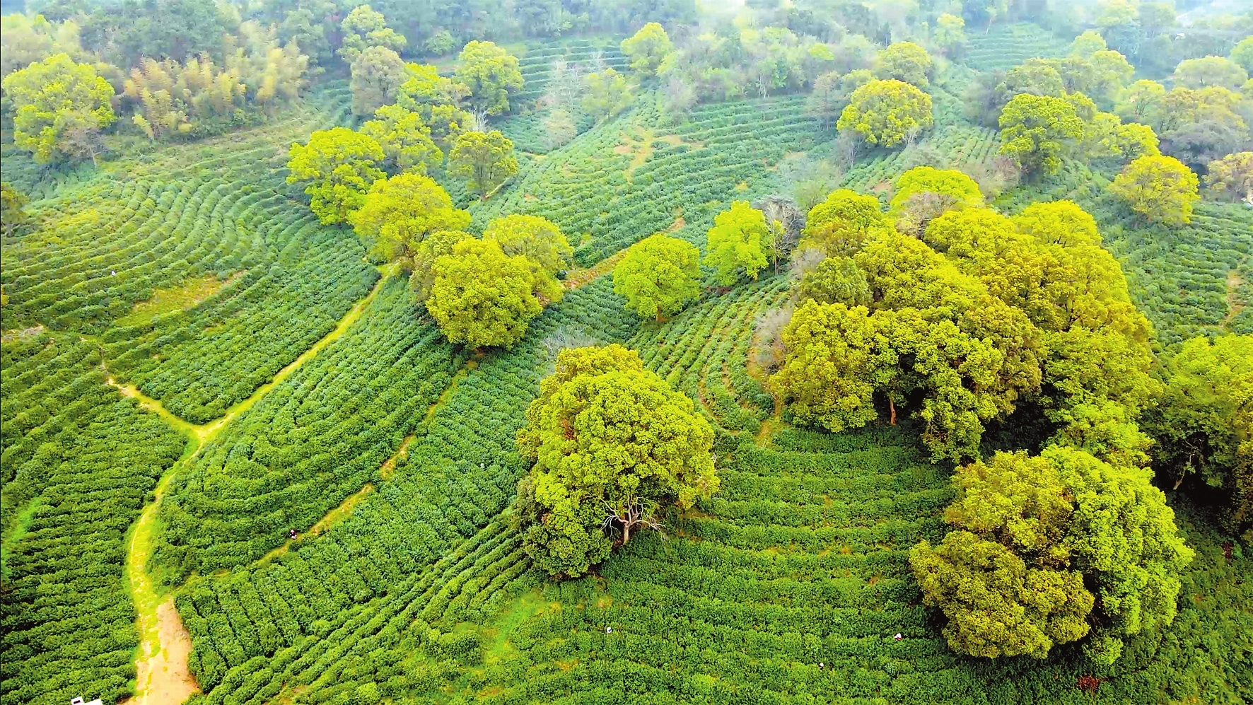图为君山银针种植基地。岳阳日报全媒体记者陈智慧摄
