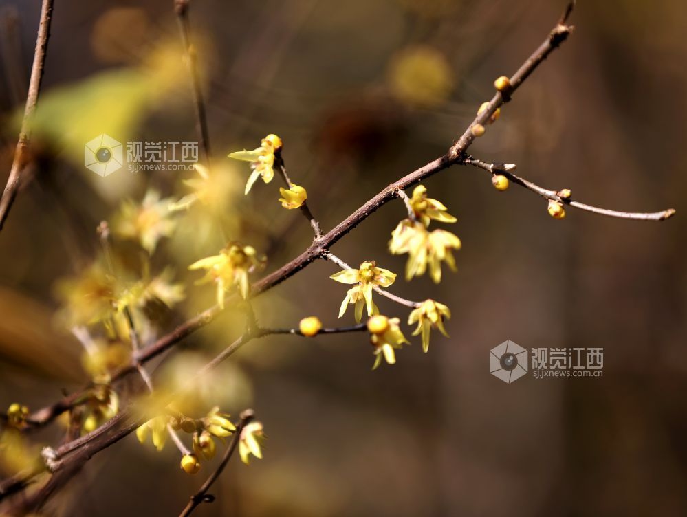 江西分宜：蜡梅花开香满园（图）