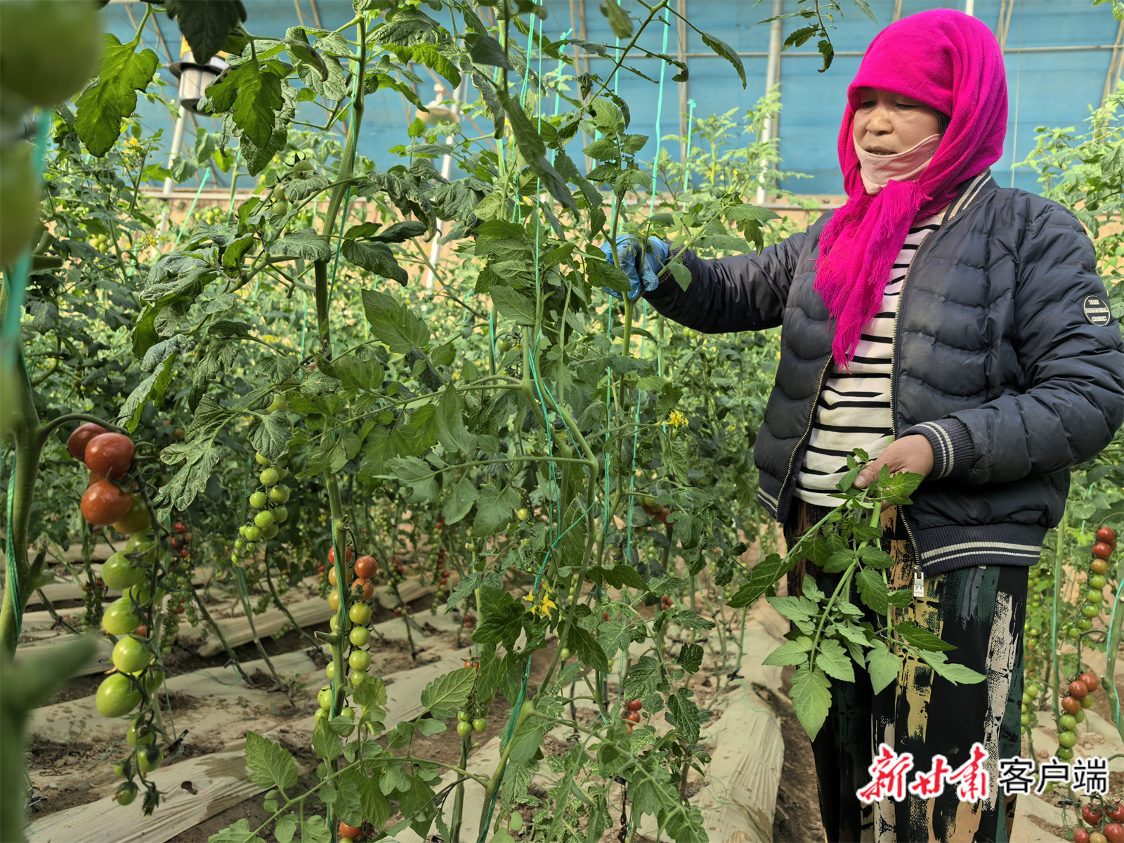渭源县路园镇大路村村民谢淑萍在村集体经营的温室里务工　新甘肃&middot;甘肃日报记者　王朝霞　摄