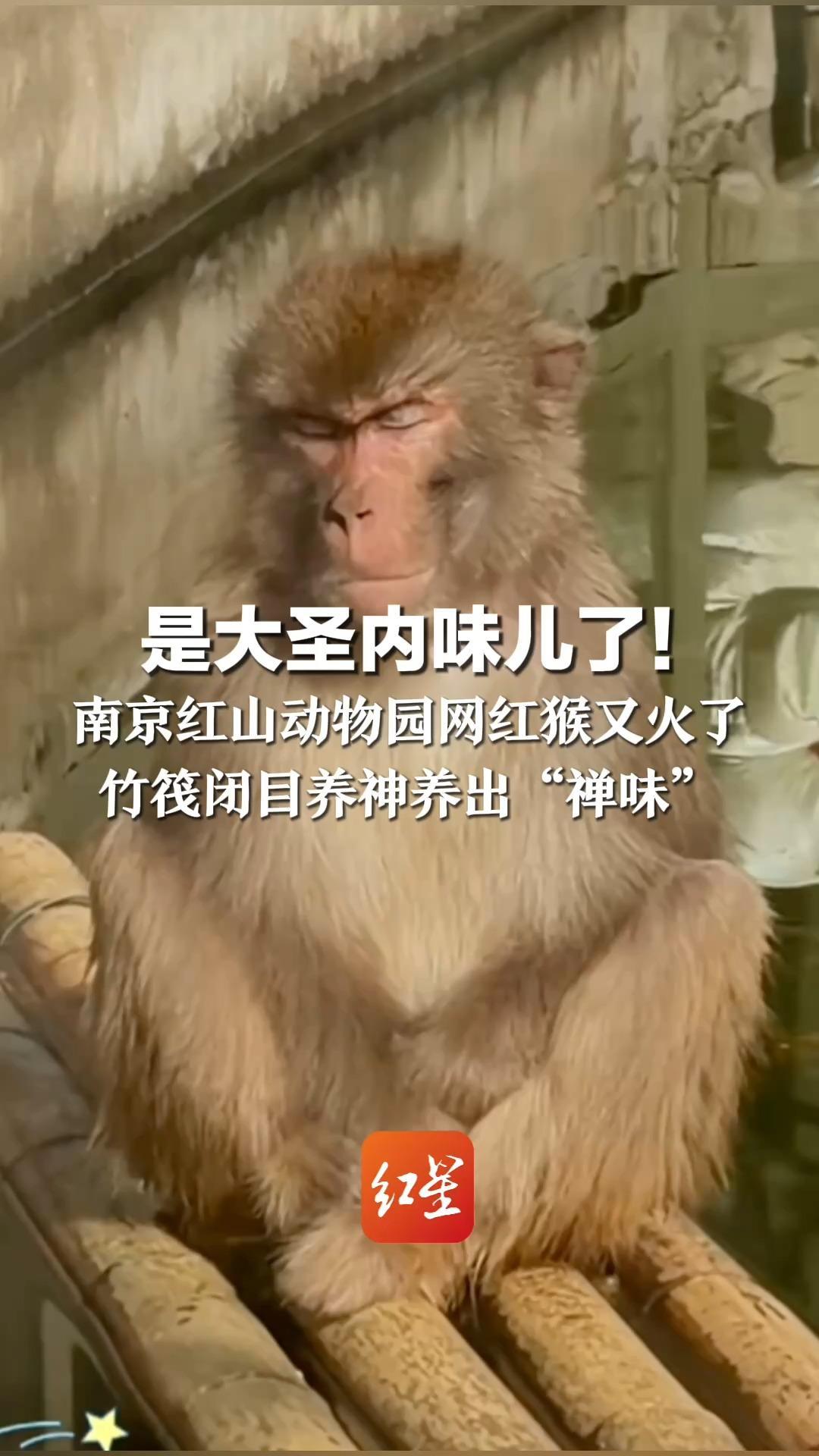 是大圣内味儿了！南京红山动物园网红猴又火了  竹筏闭目养神养出“禅味”三年前被猴王赶下水至今没上岸