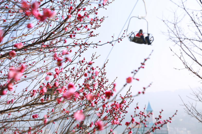 晴暖三九梅香溢 美心红酒小镇索道1号线引客打卡