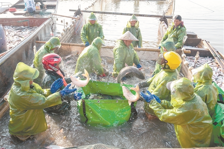 进贤县：鱼跃人欢冬捕忙（图）