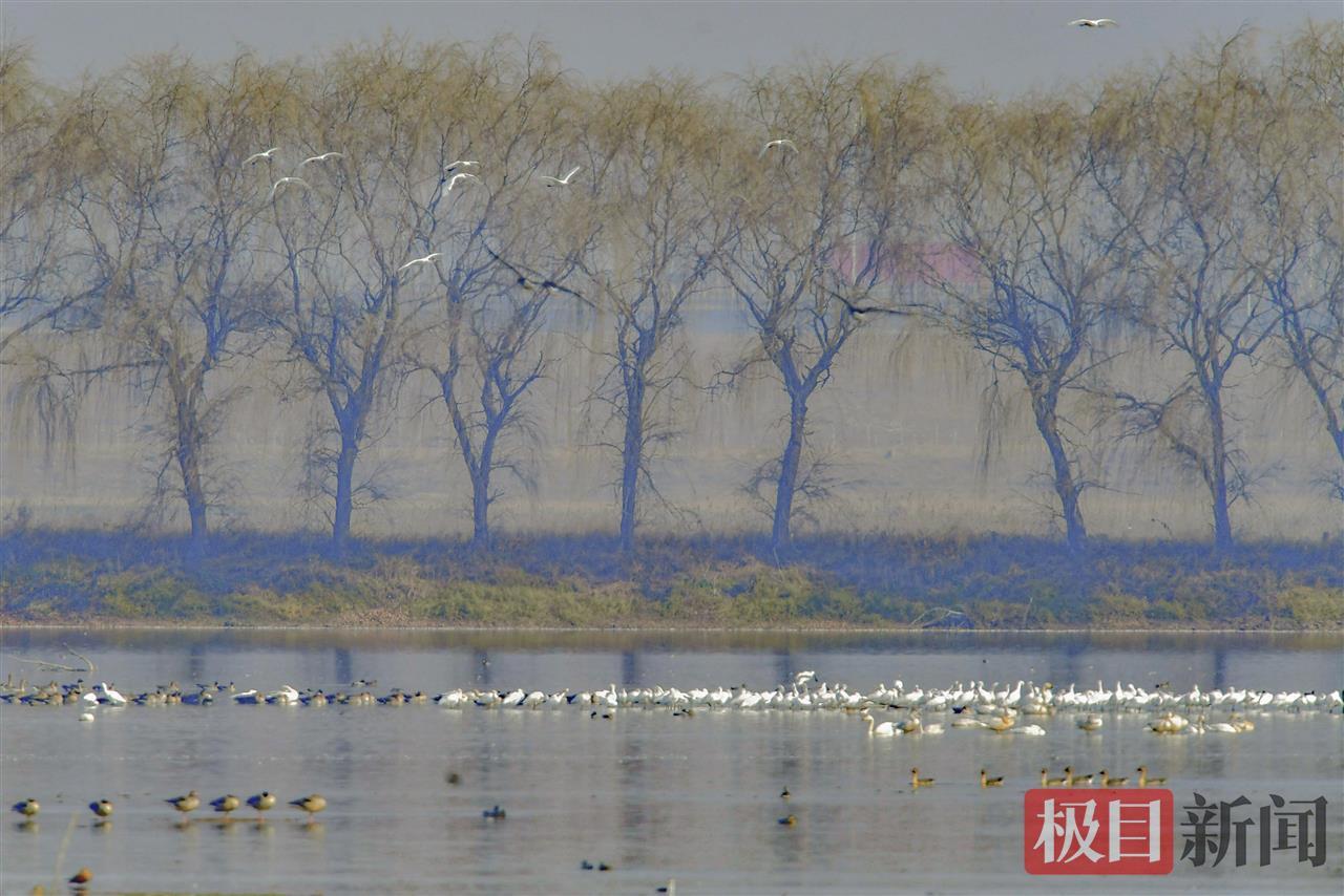 武汉湿地集结了大量的越冬水鸟