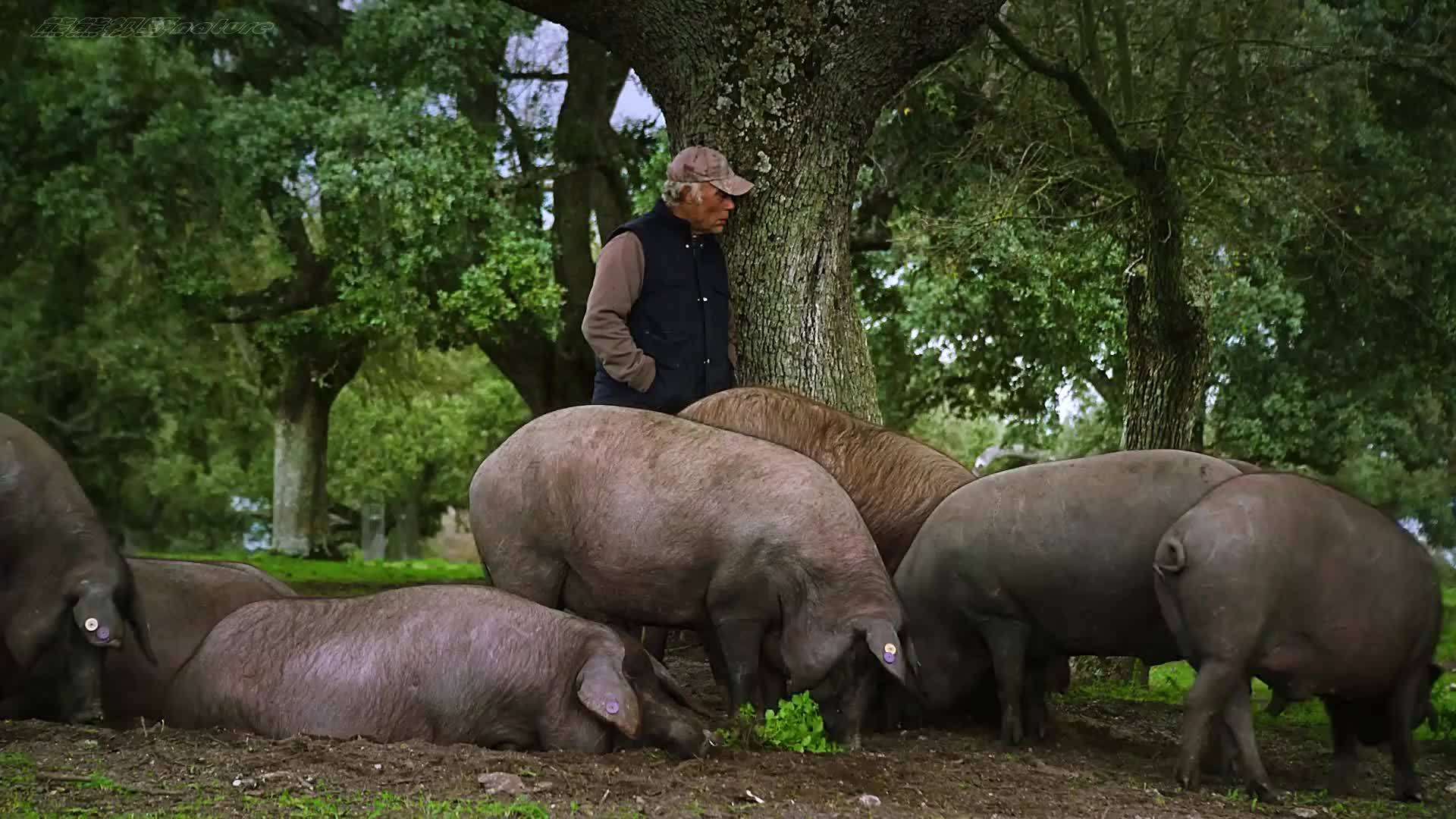 伊比利亚黑猪入味的一生