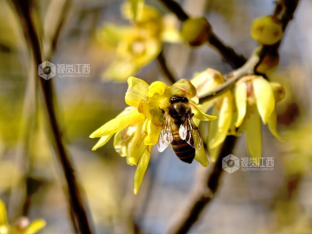 江西分宜：蜡梅花开香满园（图）