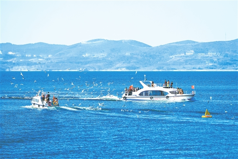 1月8日，丹江口水库澄澈碧水漾开蓝波，迁徙而来的红嘴鸥群逐浪随行，白羽与船舷共舞，晕染出冬日里的灵动生机。 陈光 摄