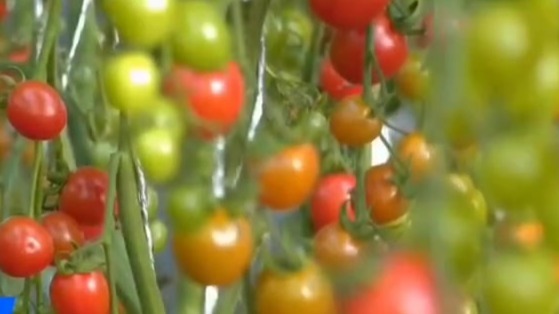 “一村一品”富农家　甘肃肃州特色种植焕生机