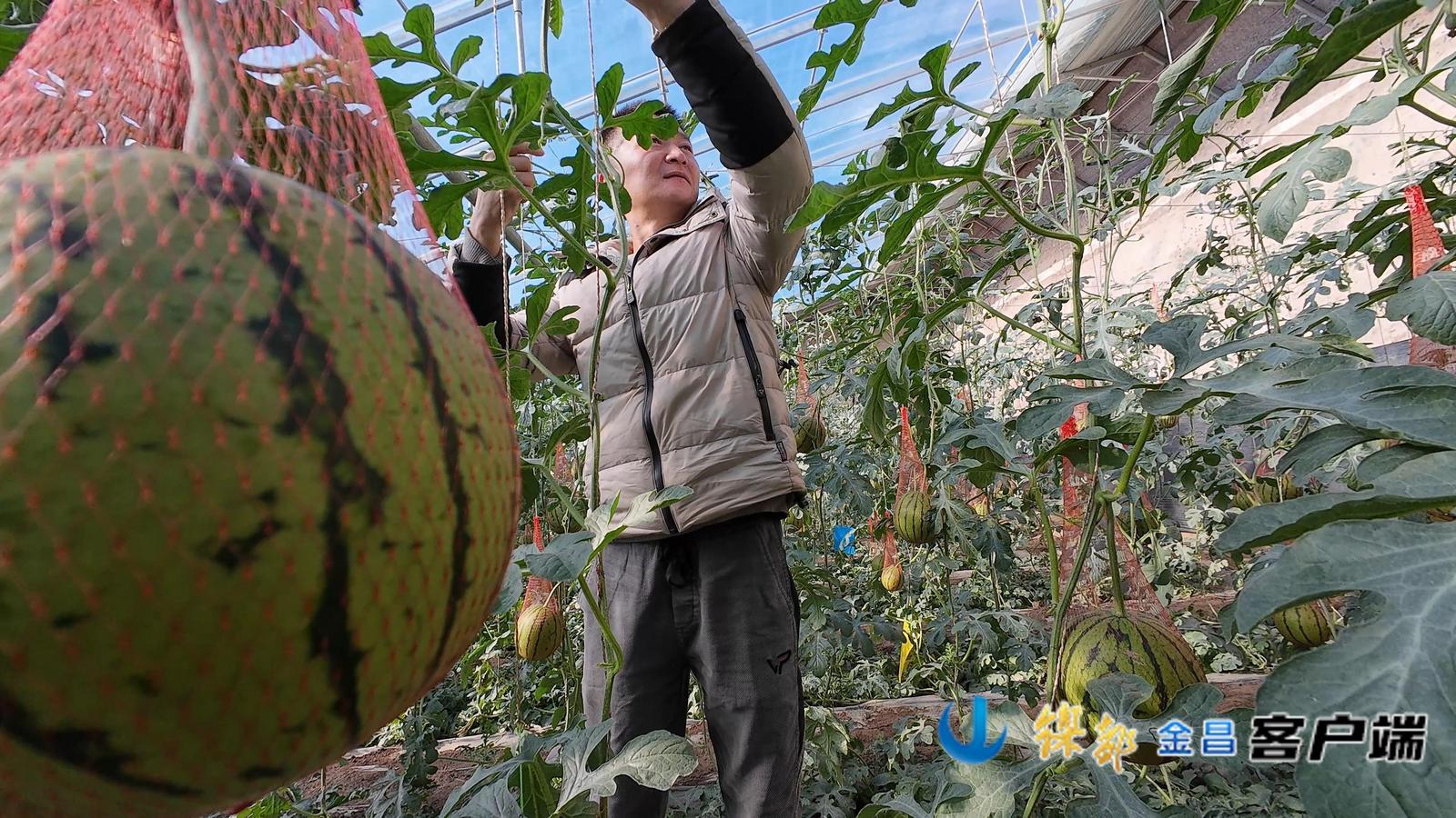 △基地负责人正在打理西瓜秧苗