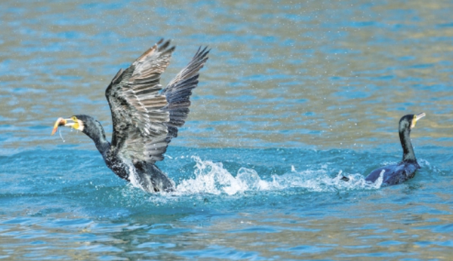 一年四季 泉在济南丨大明湖上演美食争夺战