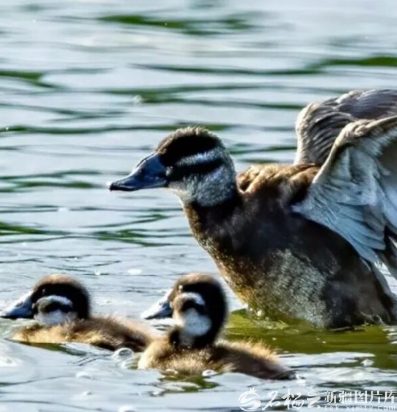 克拉玛依市古海湿地公园内，白头硬尾鸭在浅水区戏水（2025年6月5日摄）。闵勇摄