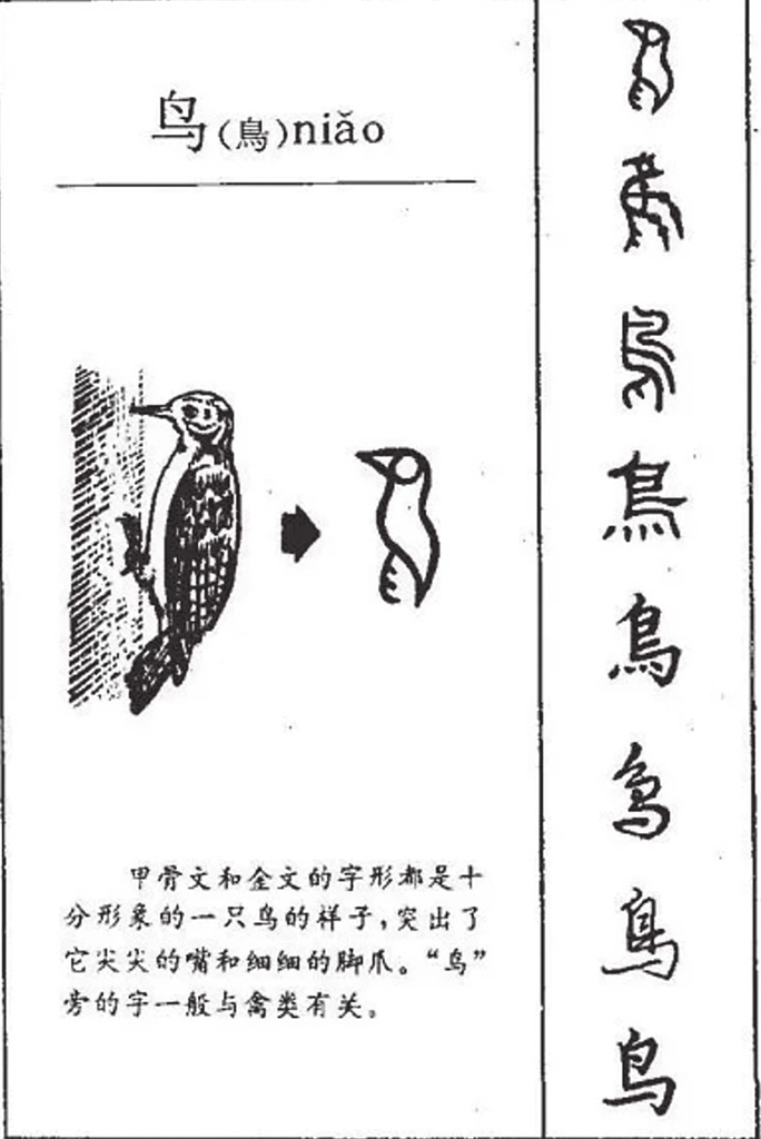 “鸟”字的演变。