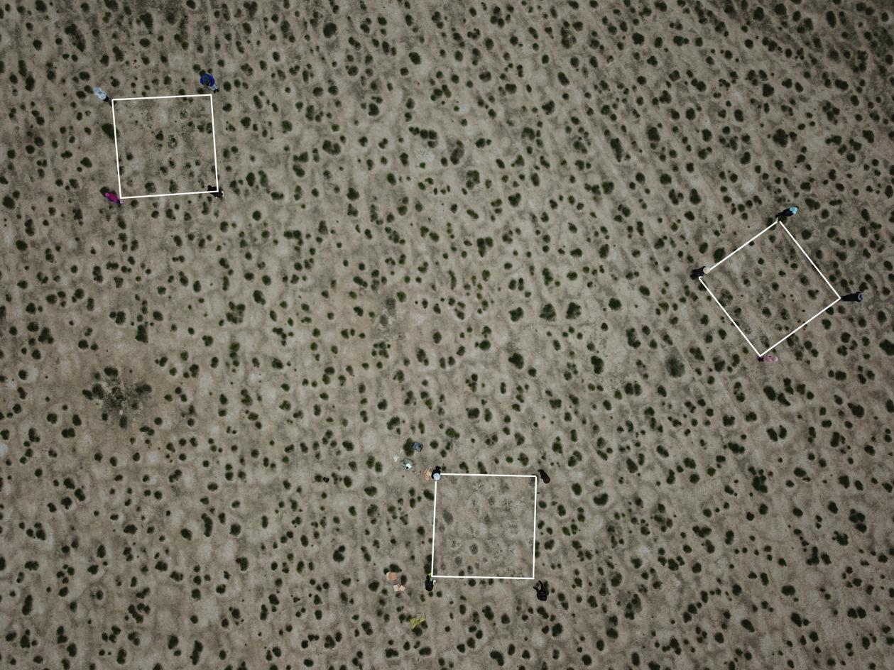 无人机拍摄的调查样方图