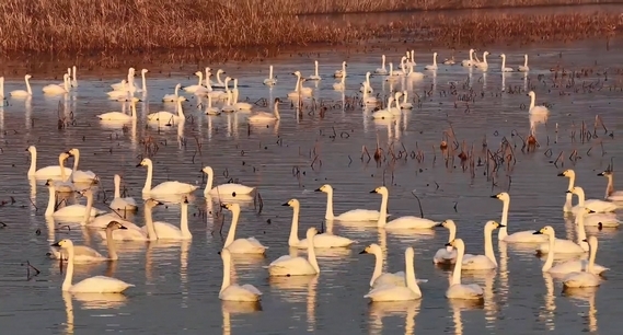 水墨微山 万鸟翔集