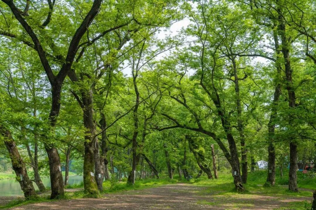 “一树一策”，宁波将分级为6000余株古树名木“养老”