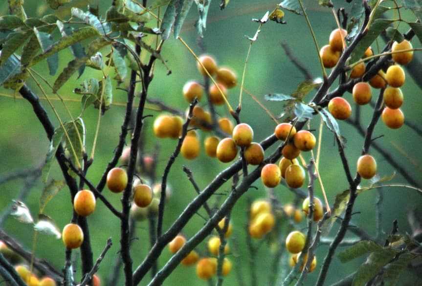 一颗野果的34年蝶变：齐云山以守创之道铸江西美食“金名片”