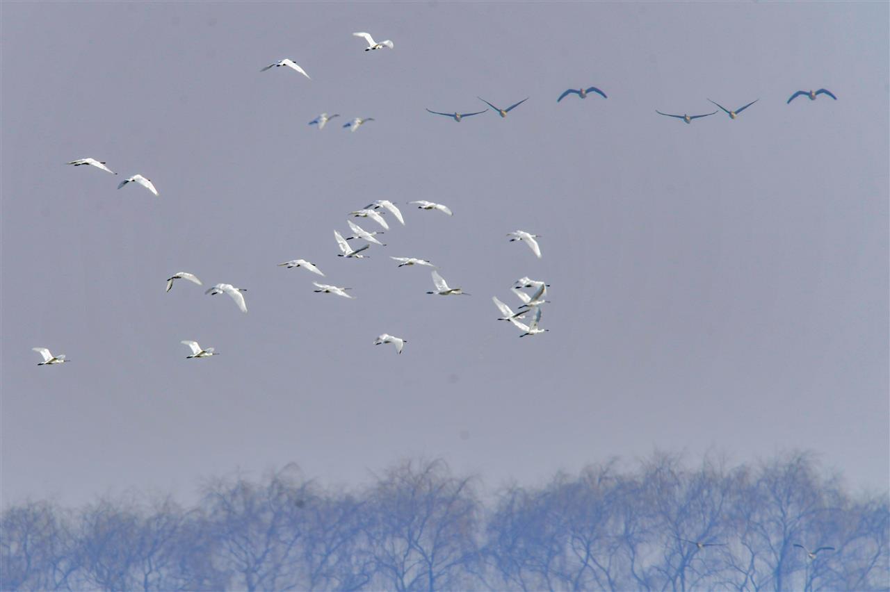 武汉湿地集结了大量的越冬水鸟