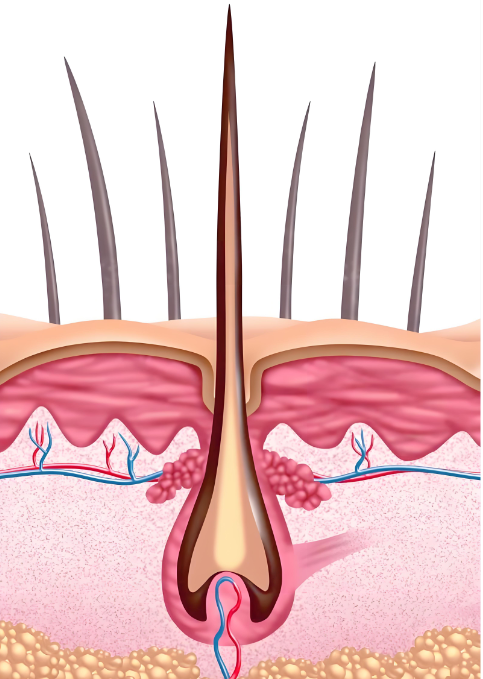 毛囊