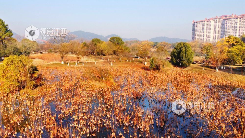 江西新余：湿地公园 冬景如画（图）