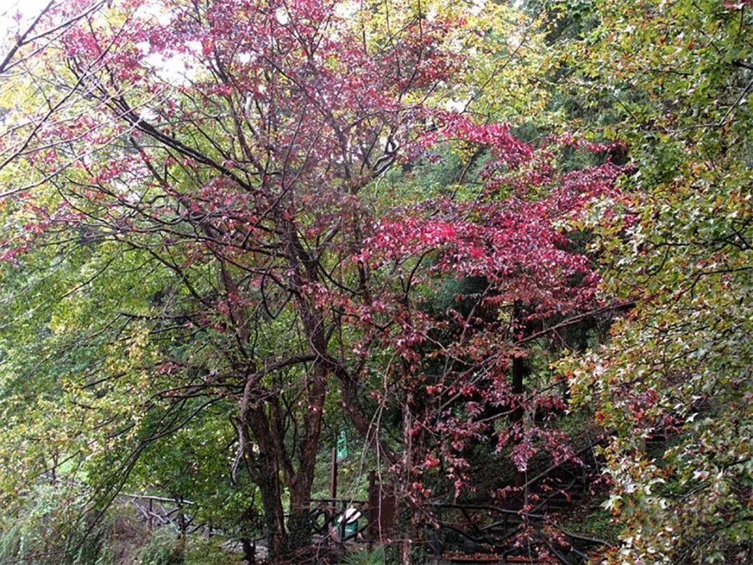 “一树一策”，宁波将分级为6000余株古树名木“养老”