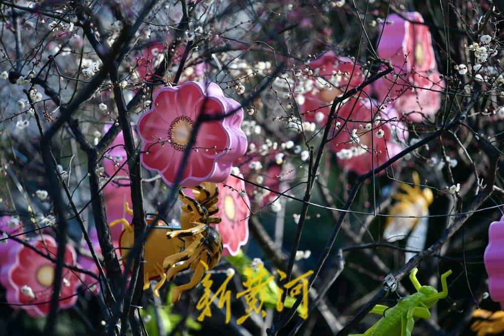 五龙潭迎春花灯启动安装 将化身梦幻光影乐园点亮泉城