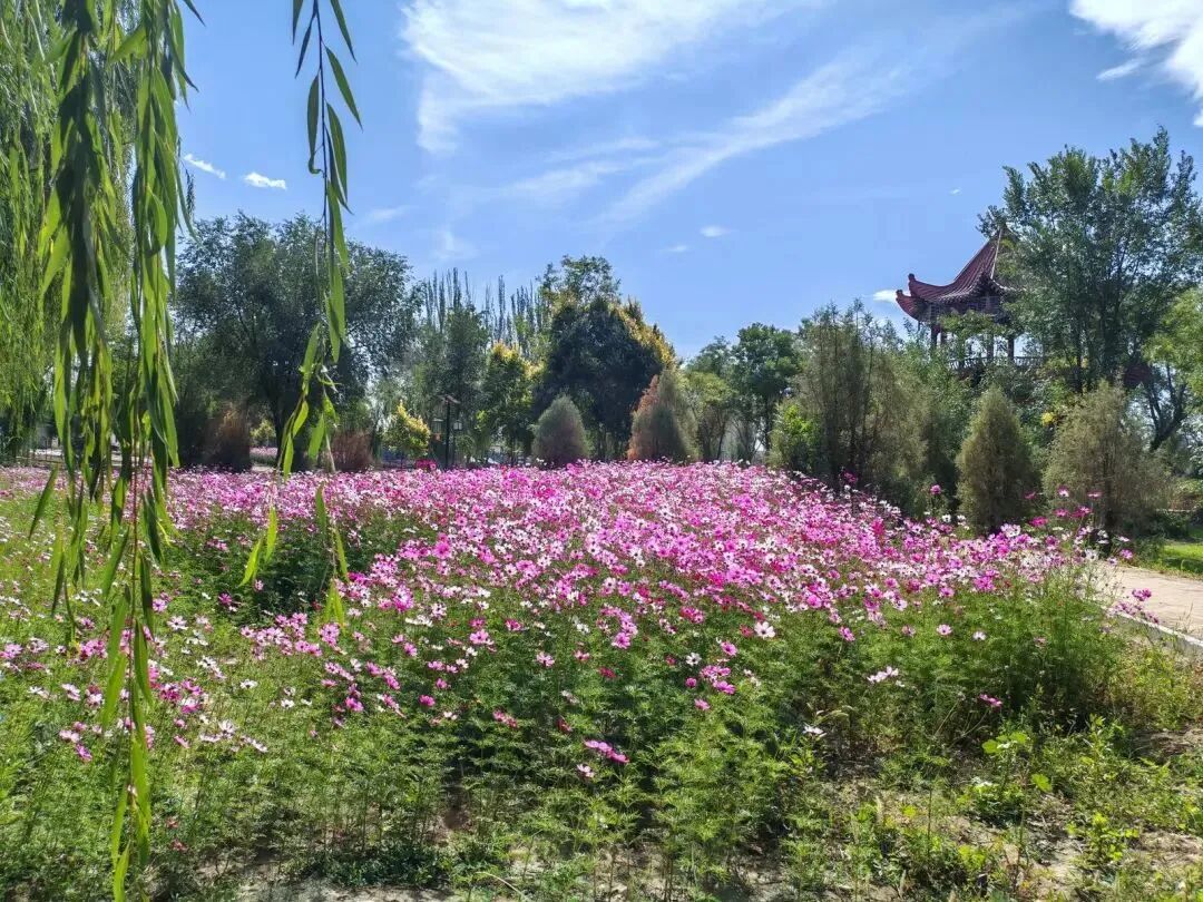 甘肃张掖破解缺水难题　你打卡的绿意可能来自再生水