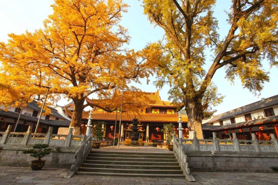 “一树一策”，宁波将分级为6000余株古树名木“养老”