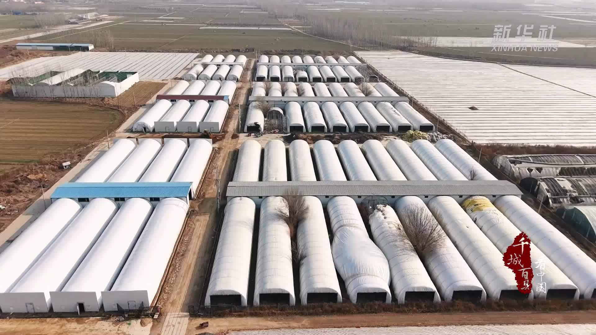 千城百县看中国丨山东冠县：“智能空调”育菇实现四季丰收